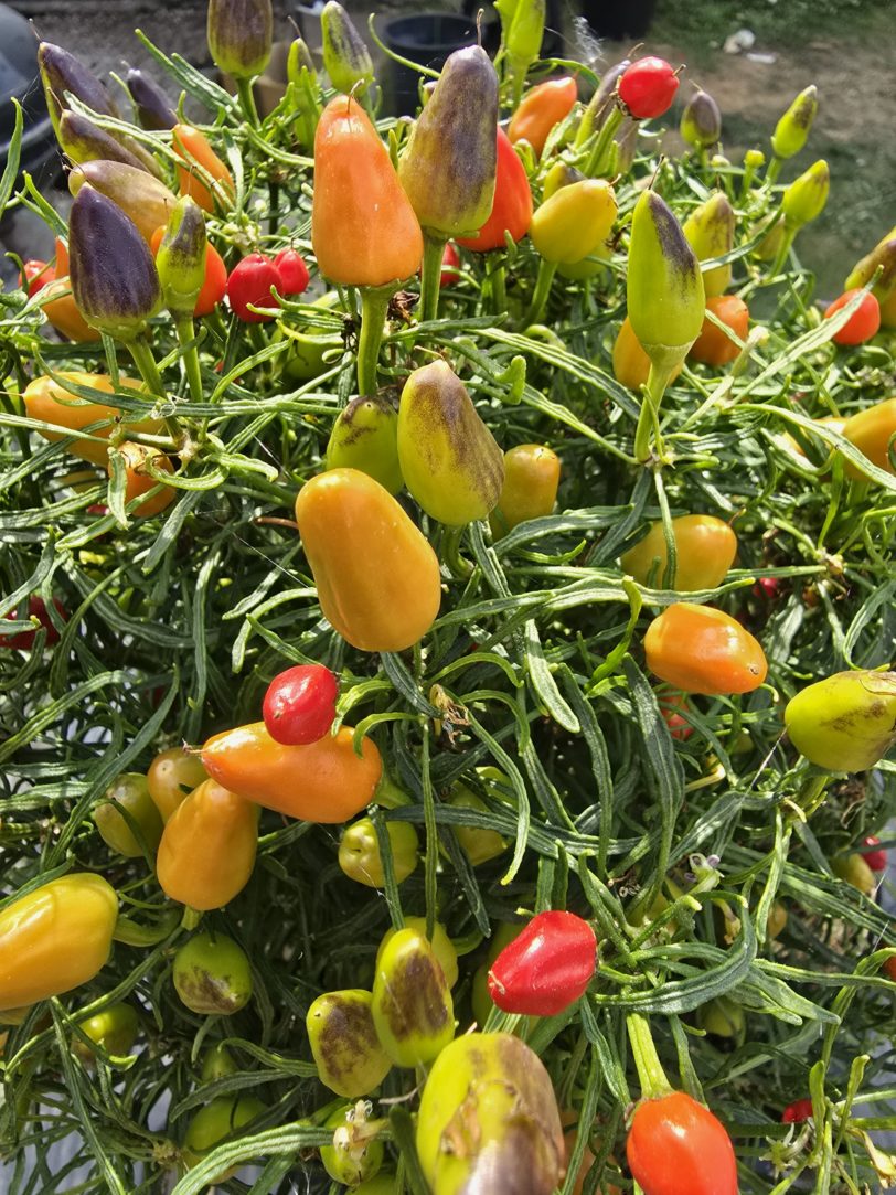 BC × CM × RHL F5 Mutant Blue Xmas × Candlelight Mutant × RH Lilac Chilli Seeds - Image 9