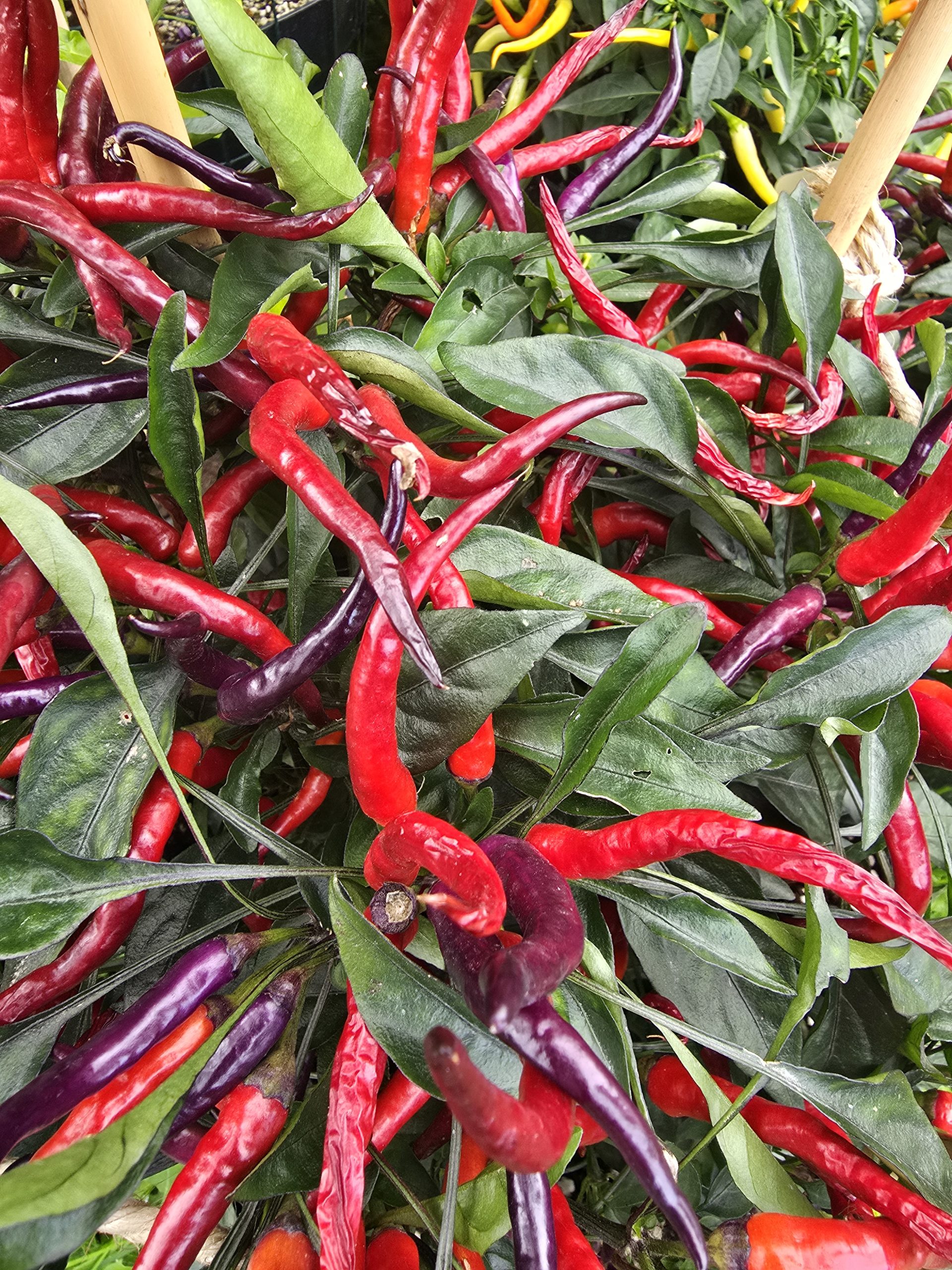 Sunset Sweet Pepper Seeds - Image 6