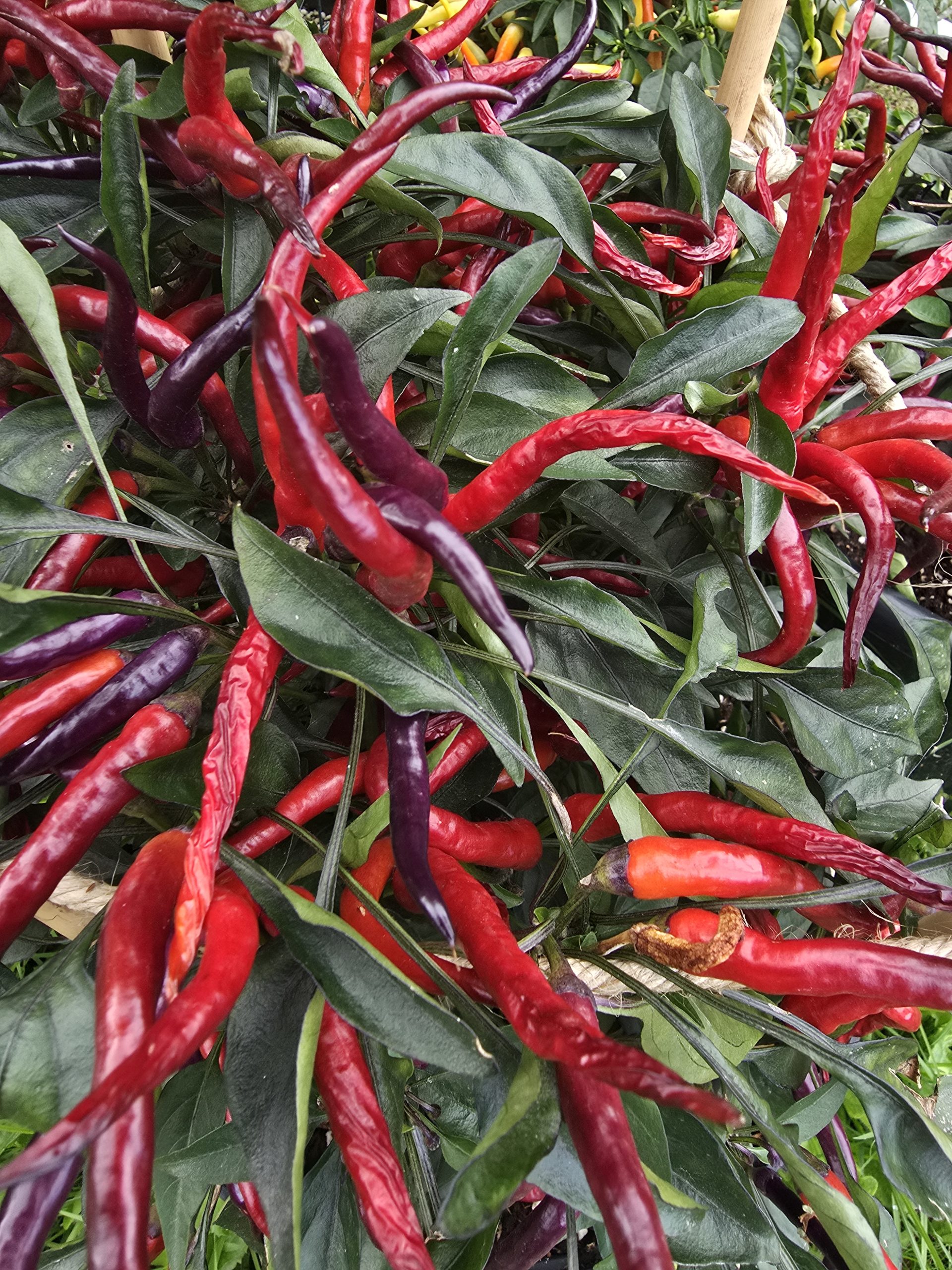 Sunset Sweet Pepper Seeds - Image 5