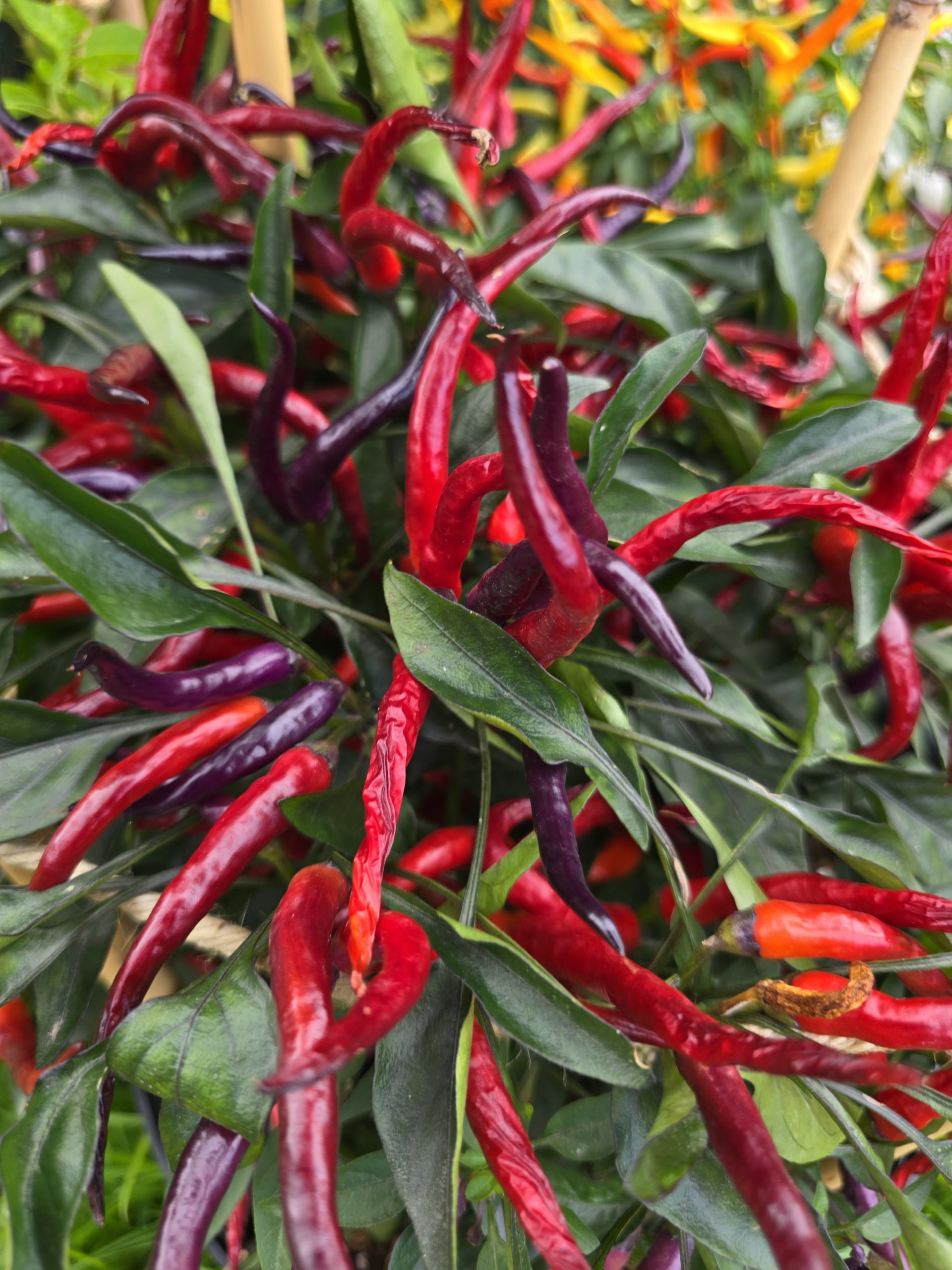 Sunset Sweet Pepper Seeds - Image 4