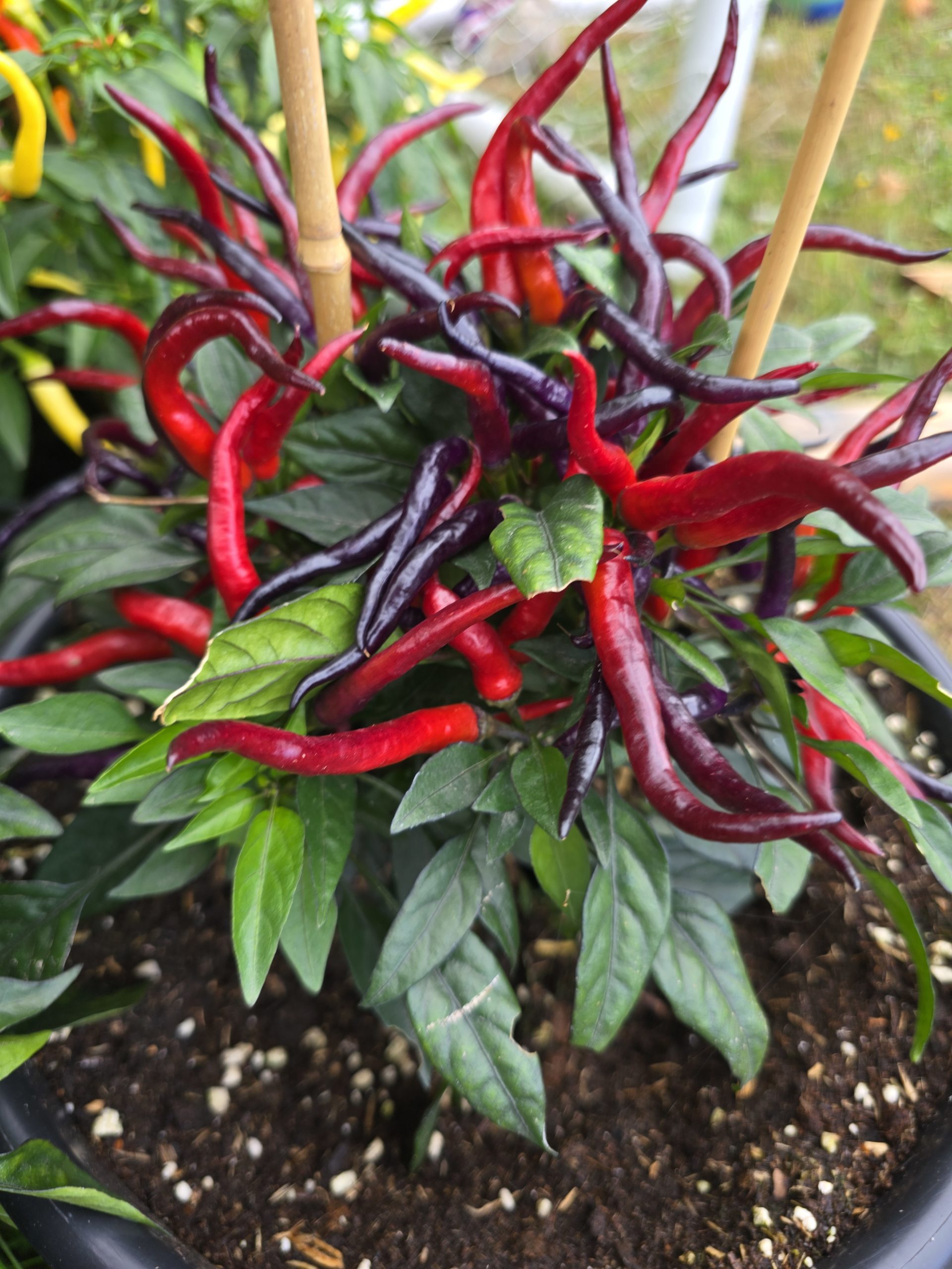 Sunset Sweet Pepper Seeds - Image 3