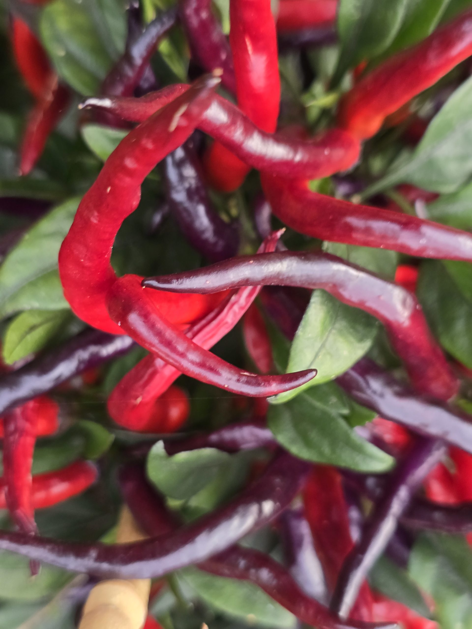 Sunset Sweet Pepper Seeds - Image 2