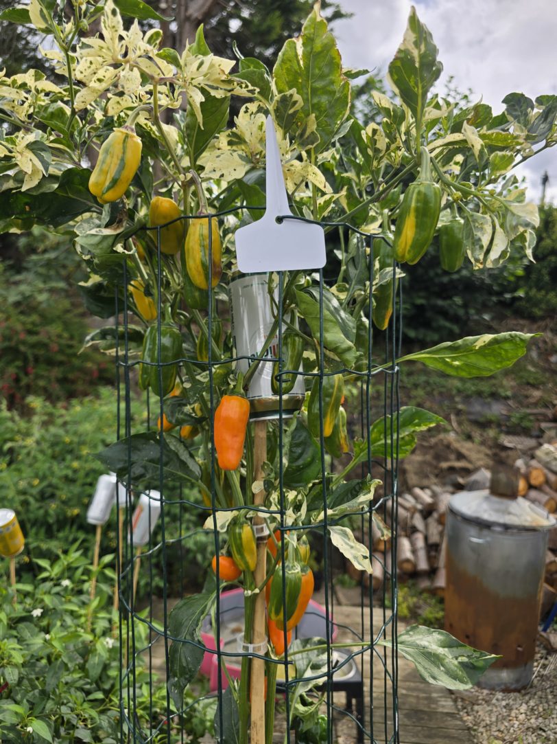 Tiger Anaheim Chilli Seeds - Image 4