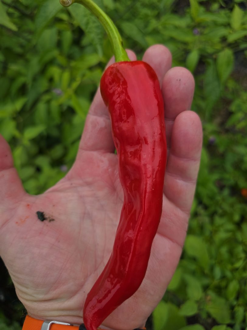 Numex Sandia Chilli Seeds - Image 2