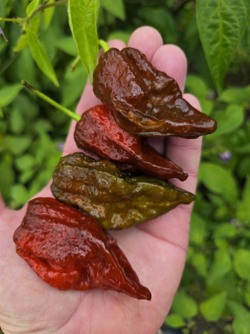 Remmert Chilli Seeds - Image 3