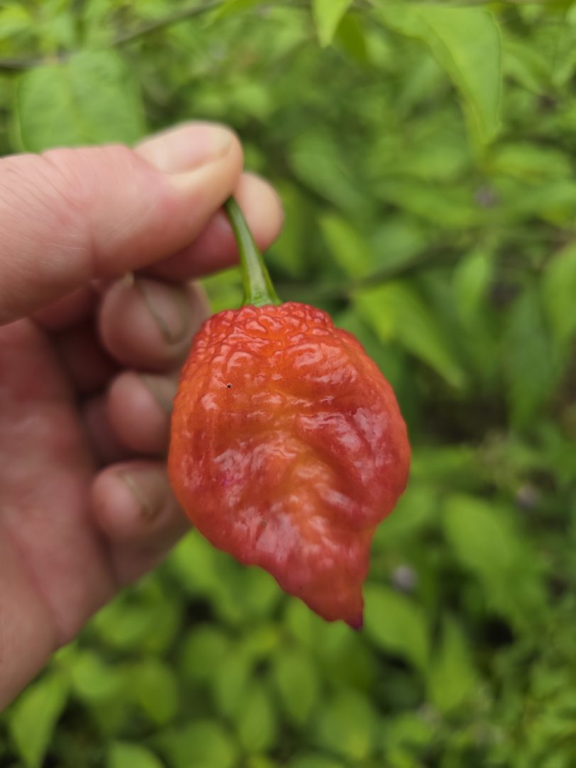 Delirio Chilli Seeds - Image 7