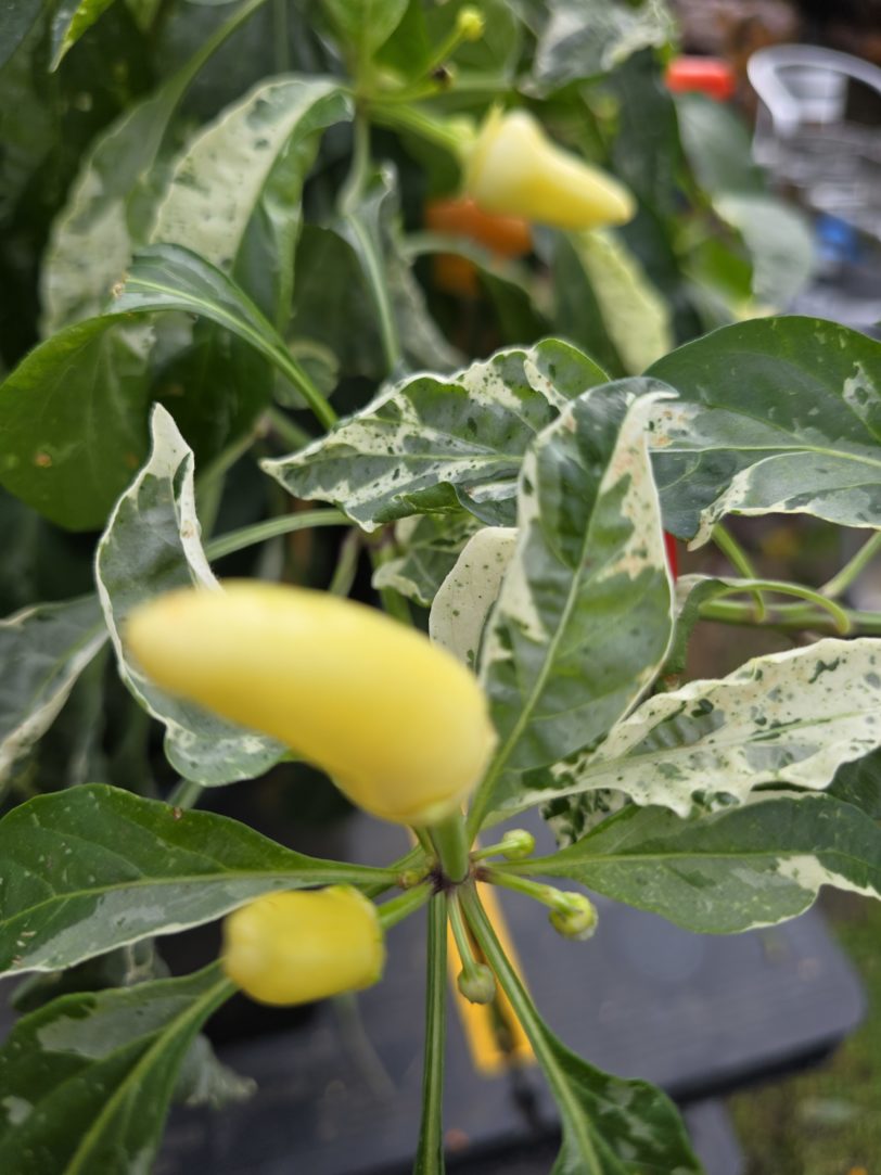 F6 Variegated Mutant x BRW x Yellow Boquet - Image 15