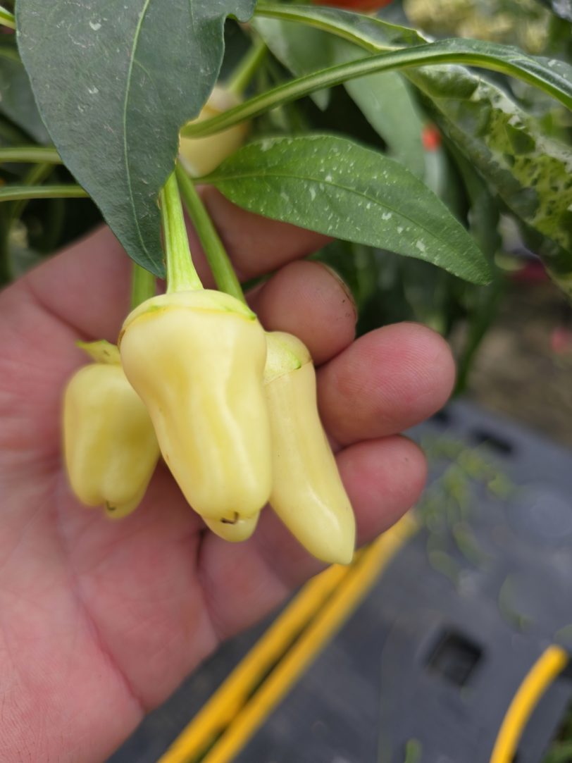 F6 Variegated Mutant x BRW x Yellow Boquet - Image 16