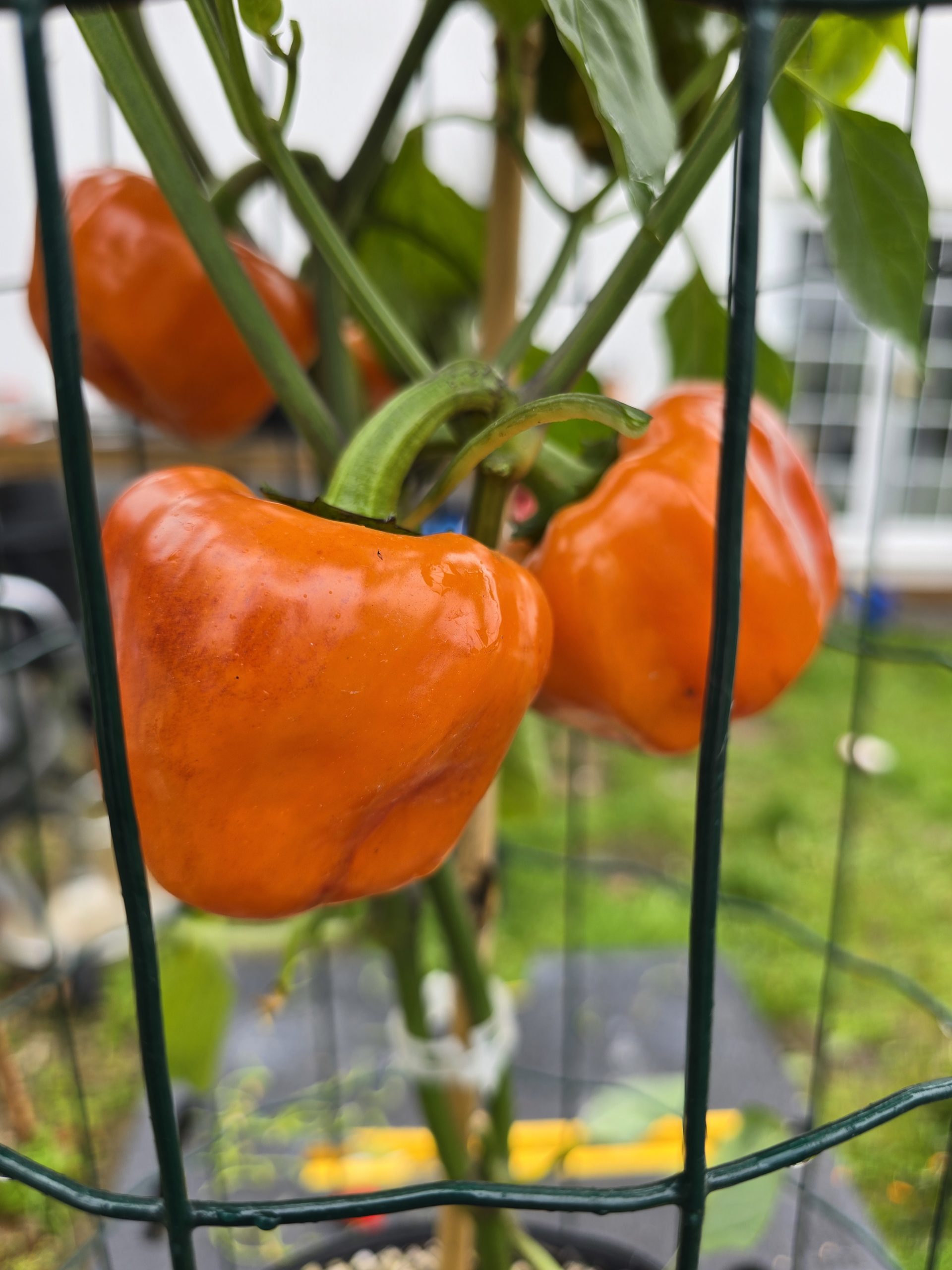 Salatiga Orange Block Sweet Pepper Seeds - Image 8