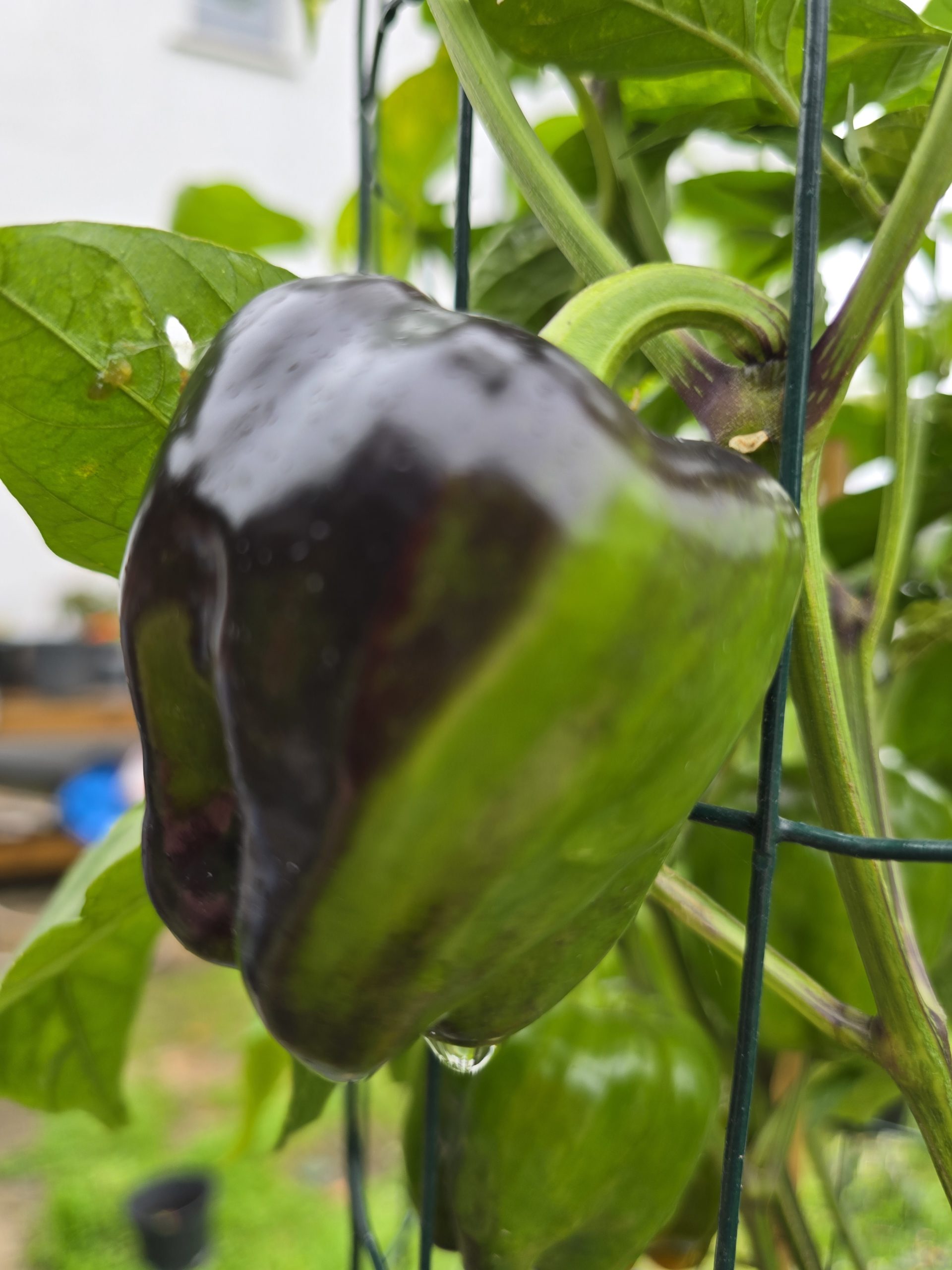 Salatiga Orange Block Sweet Pepper Seeds - Image 5