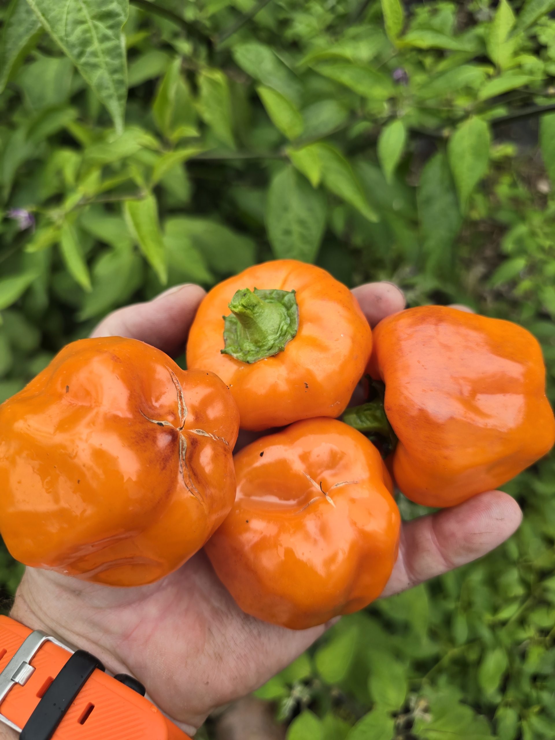 Salatiga Orange Block Sweet Pepper Seeds - Image 4