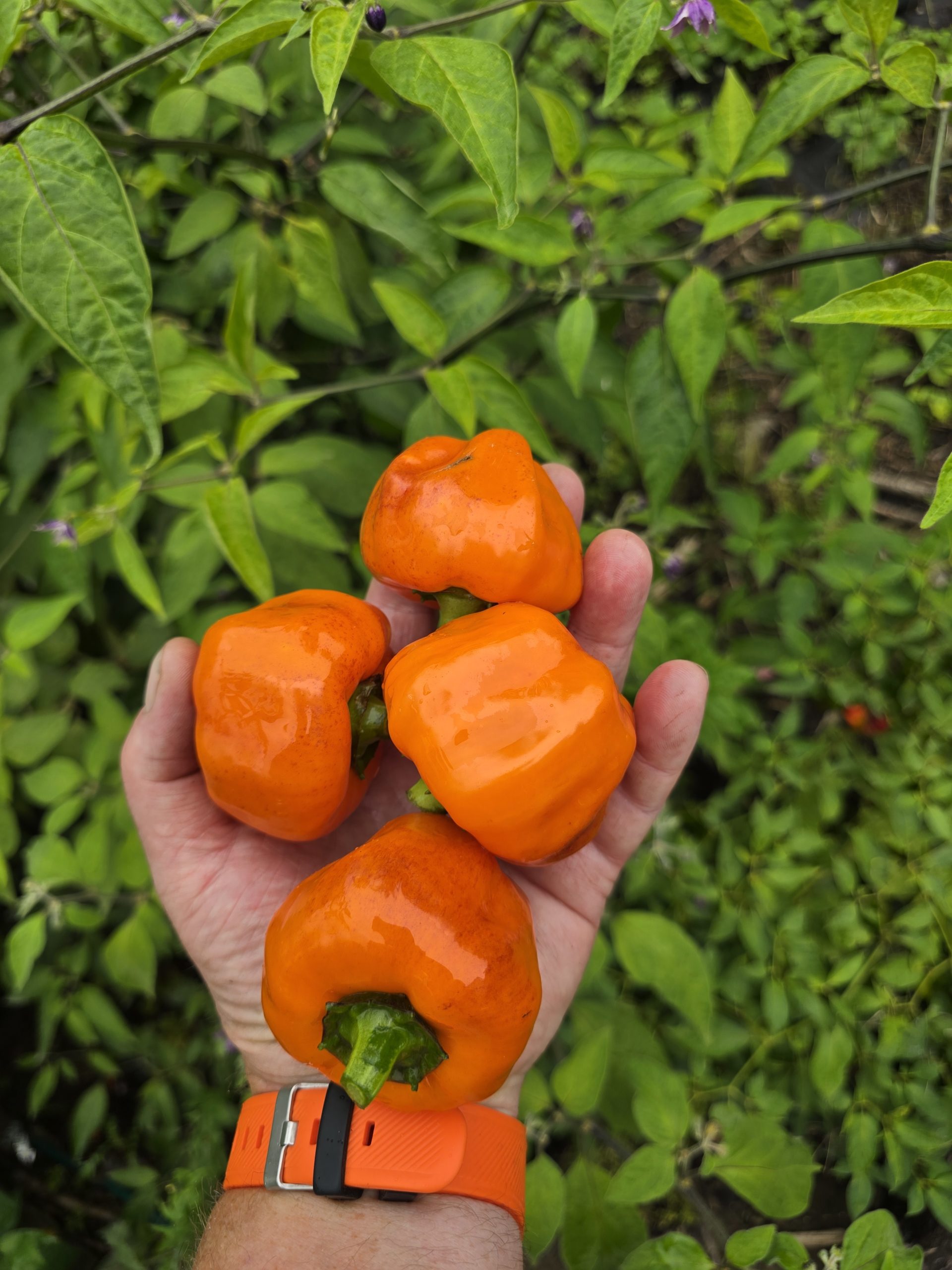 Salatiga Orange Block Sweet Pepper Seeds - Image 6