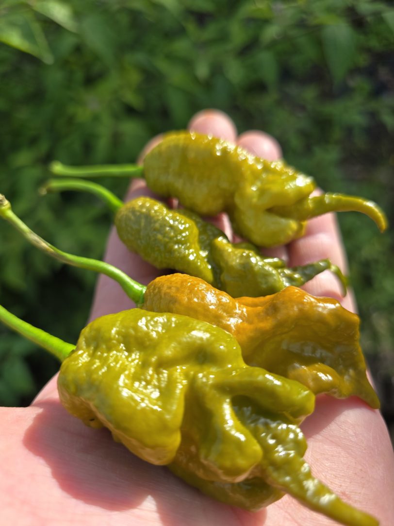 Primotalii Golden/Mustard Chilli Seeds - Image 4