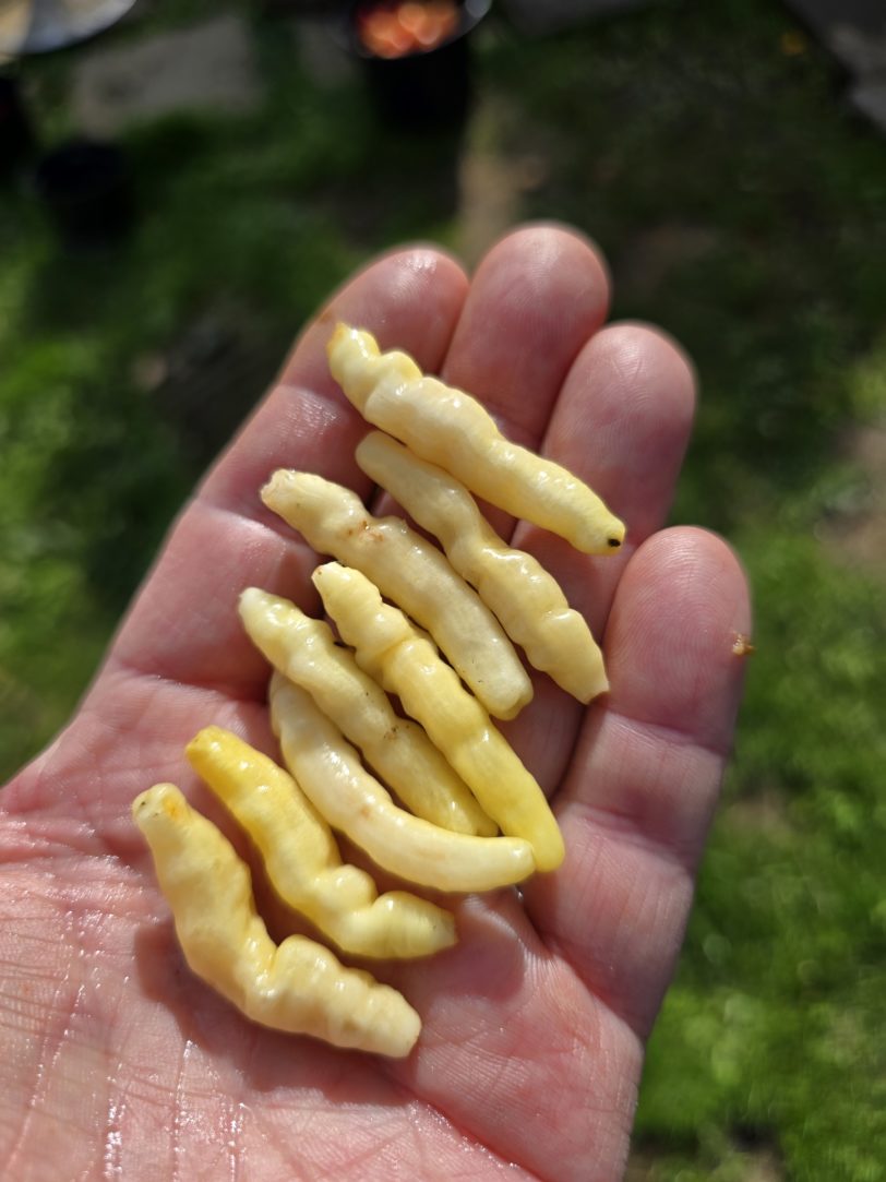Aribibi Gusano (Caterpillar Pepper) Chilli Seeds - Image 11