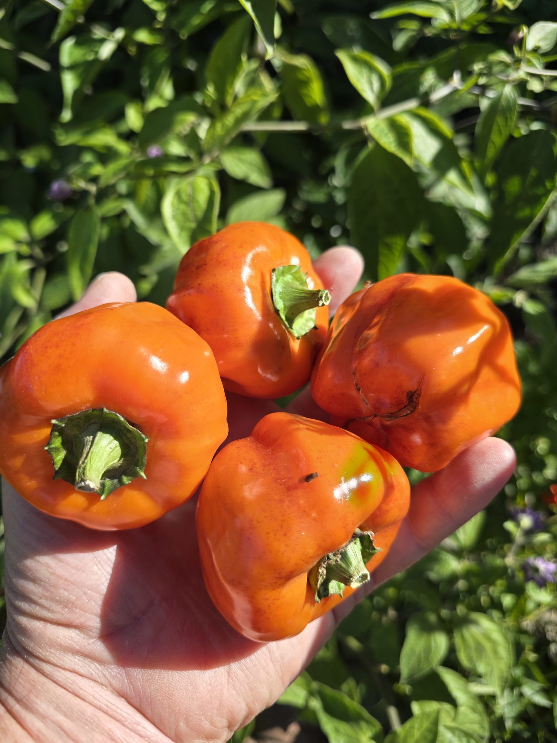 Salatiga Orange Block Sweet Pepper Seeds - Image 2