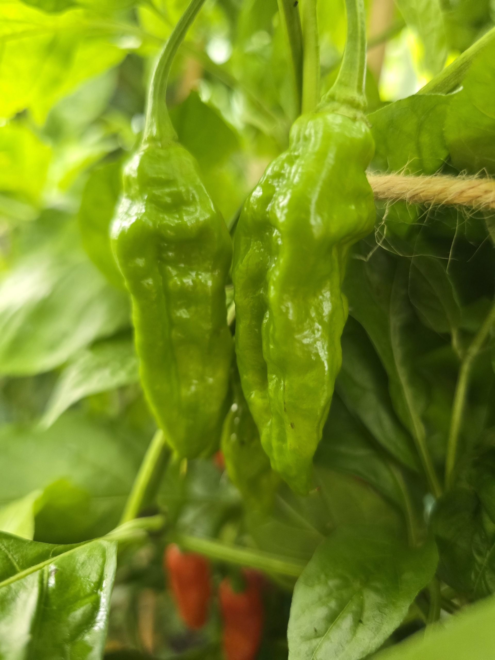 Embassy Naga Chilli Seeds - Image 11