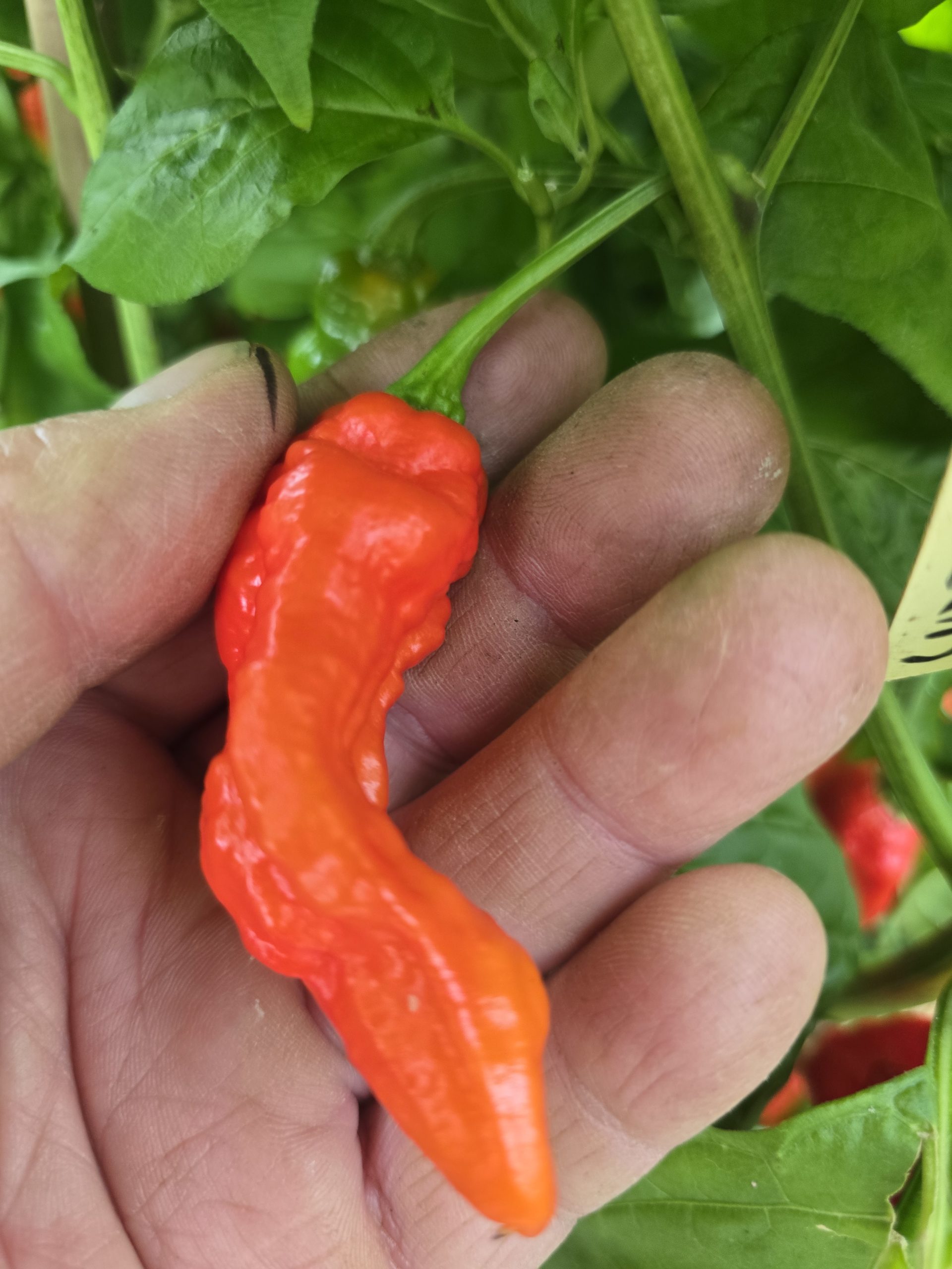 Embassy Naga Chilli Seeds - Image 10