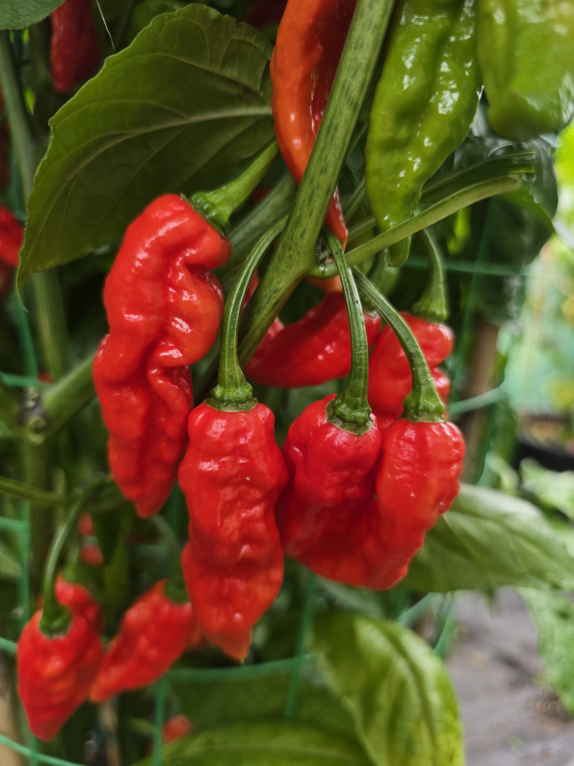 Embassy Naga Chilli Seeds - Image 8