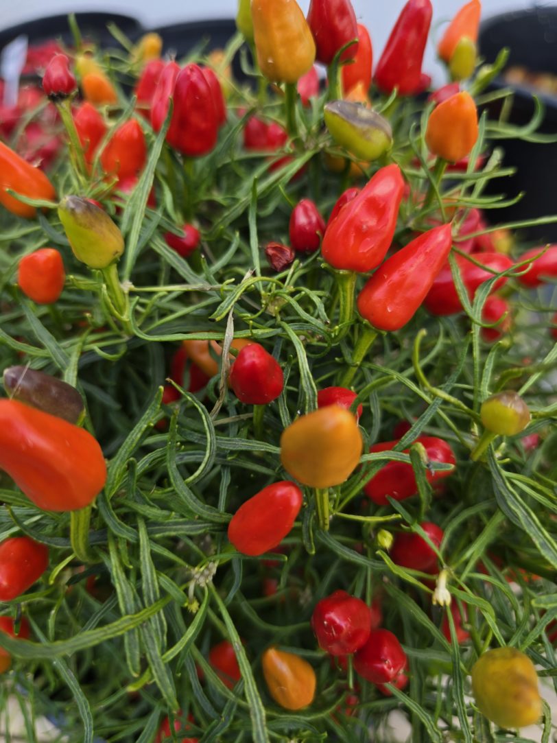 BC × CM × RHL F5 Mutant Blue Xmas × Candlelight Mutant × RH Lilac Chilli Seeds - Image 5
