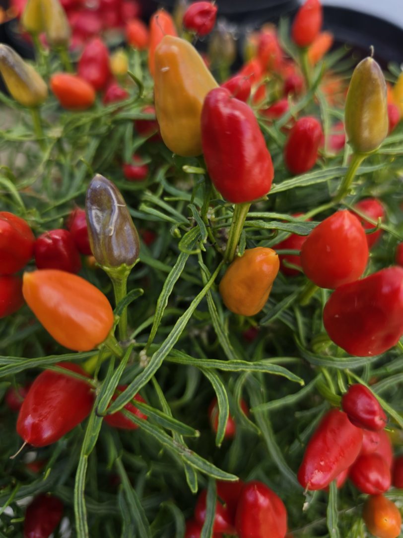BC × CM × RHL F5 Mutant Blue Xmas × Candlelight Mutant × RH Lilac Chilli Seeds - Image 7