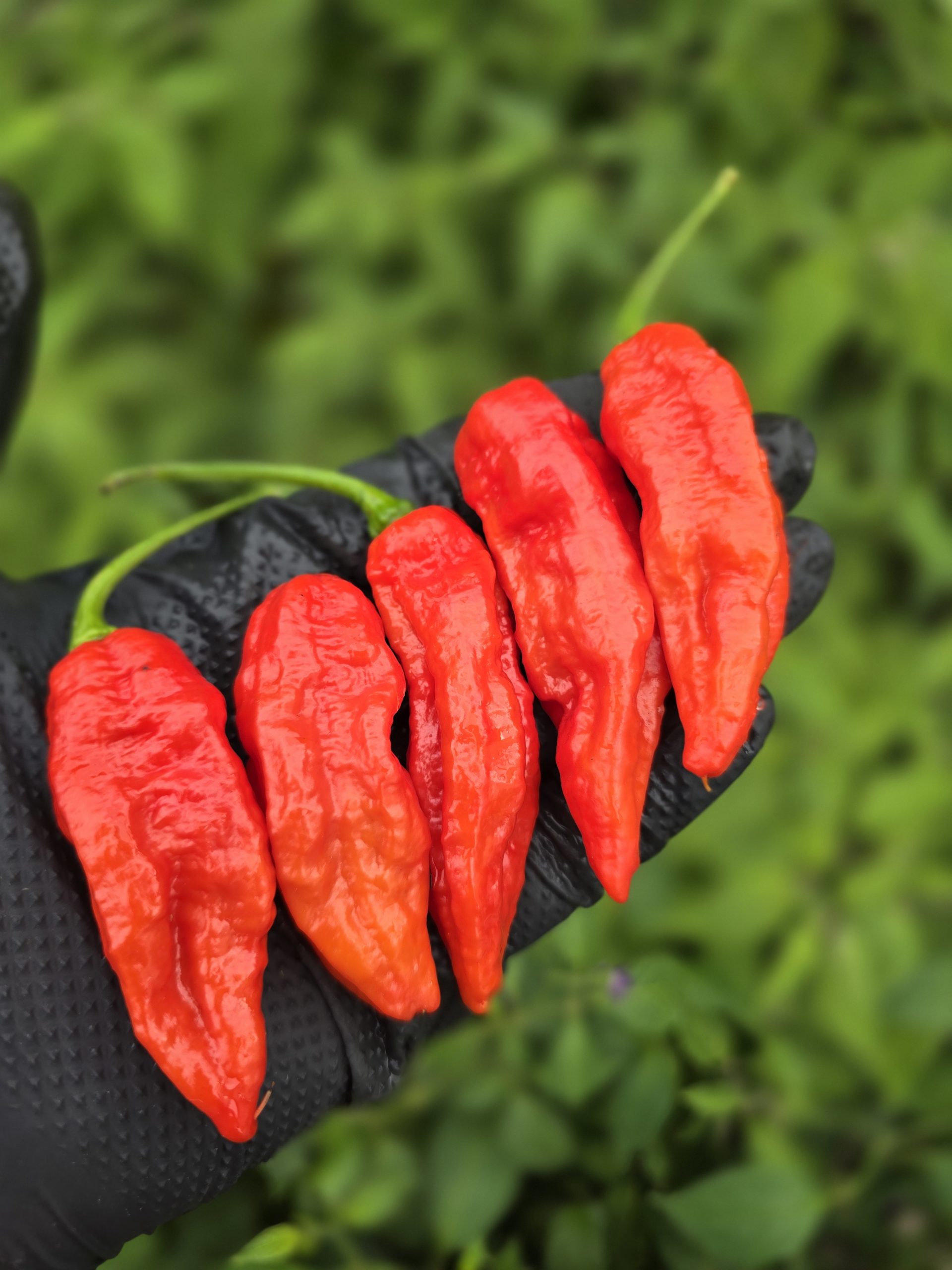 Embassy Naga Chilli Seeds