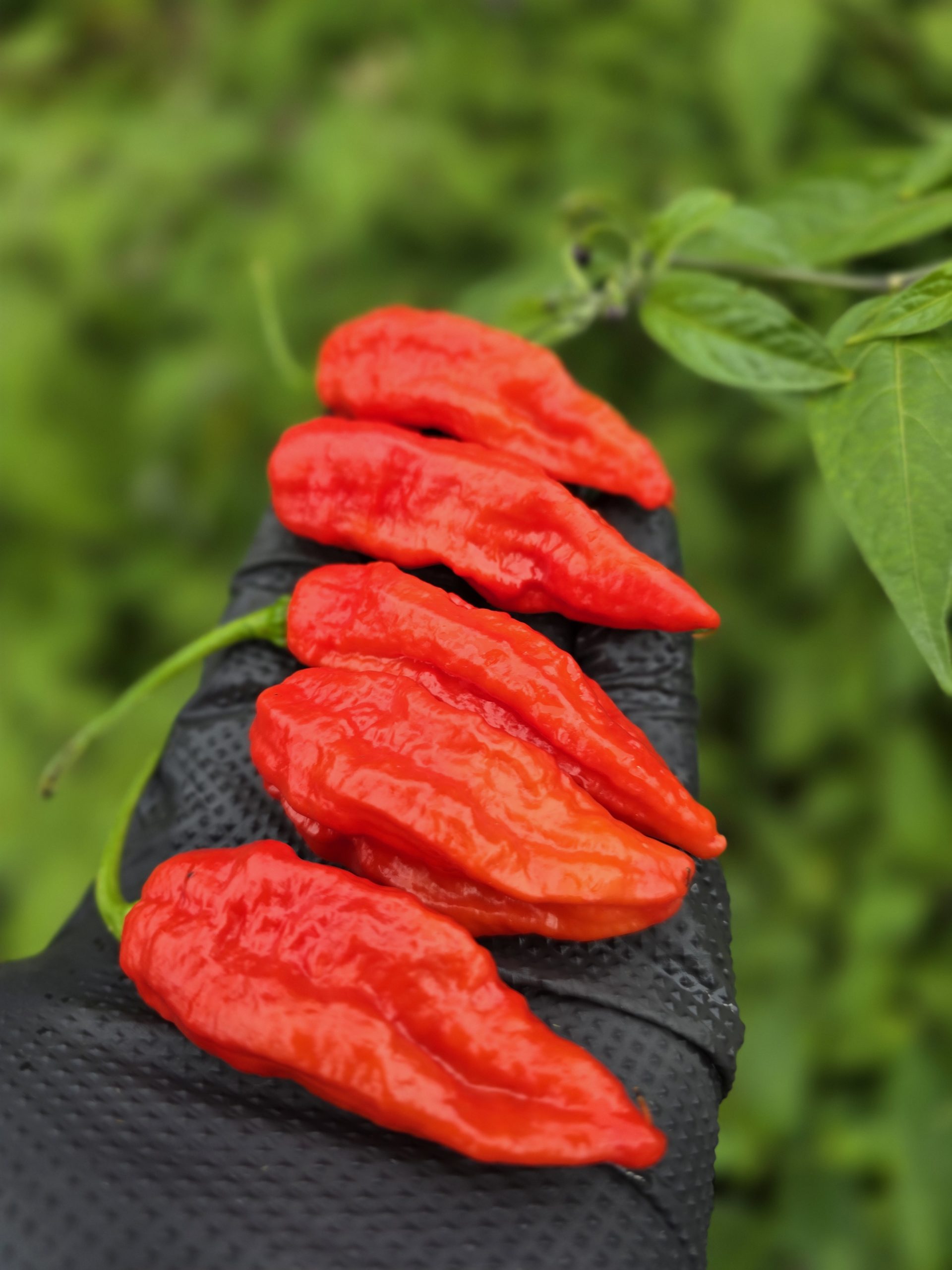 Embassy Naga Chilli Seeds - Image 5