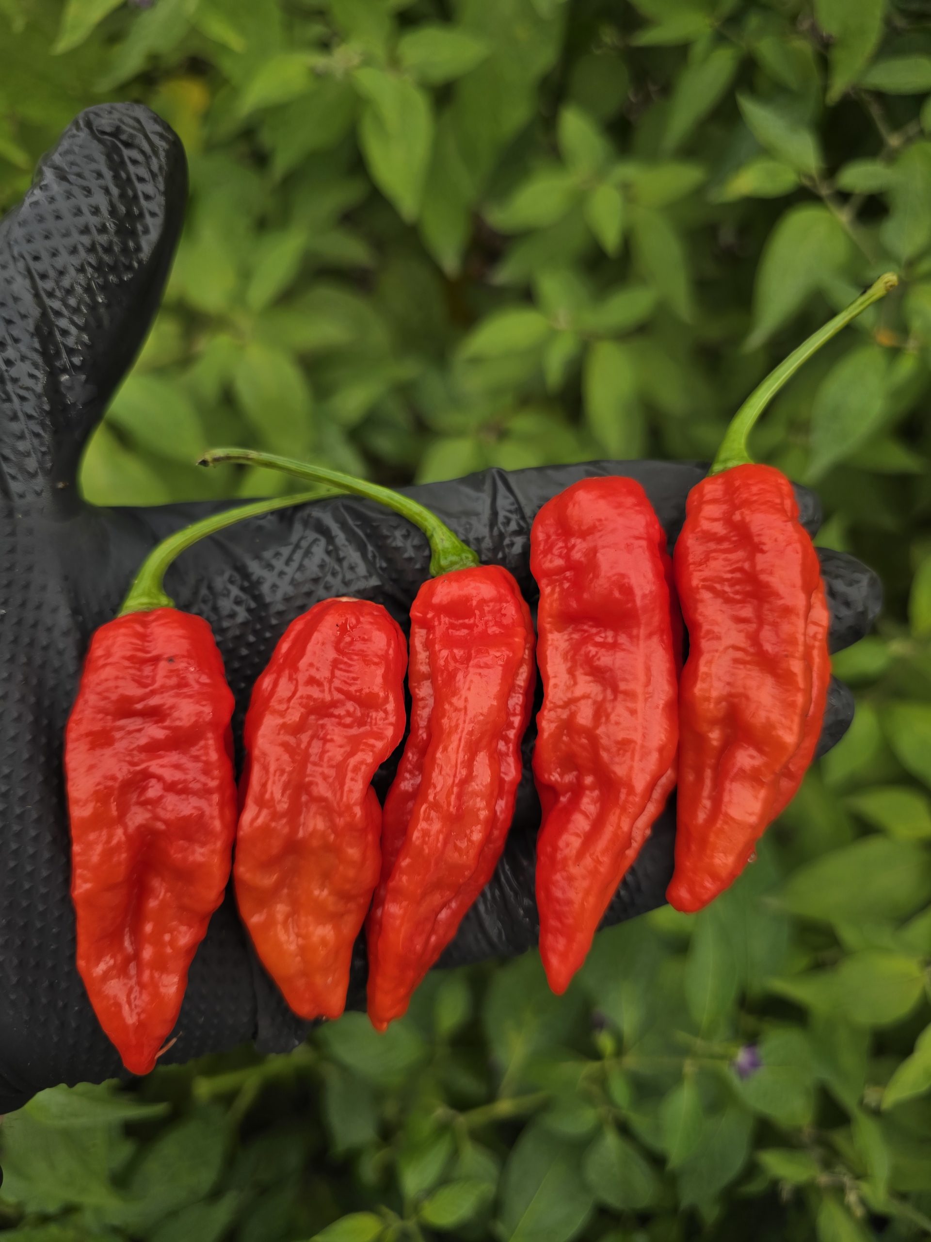 Embassy Naga Chilli Seeds - Image 7