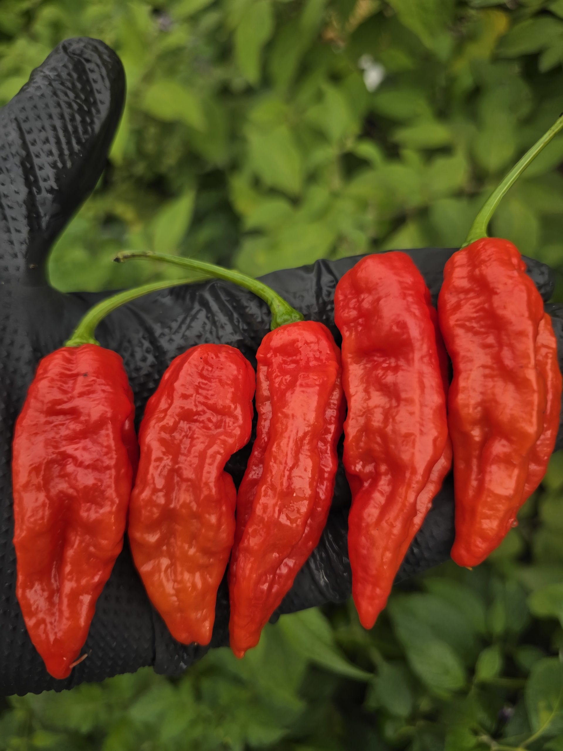 Embassy Naga Chilli Seeds - Image 4