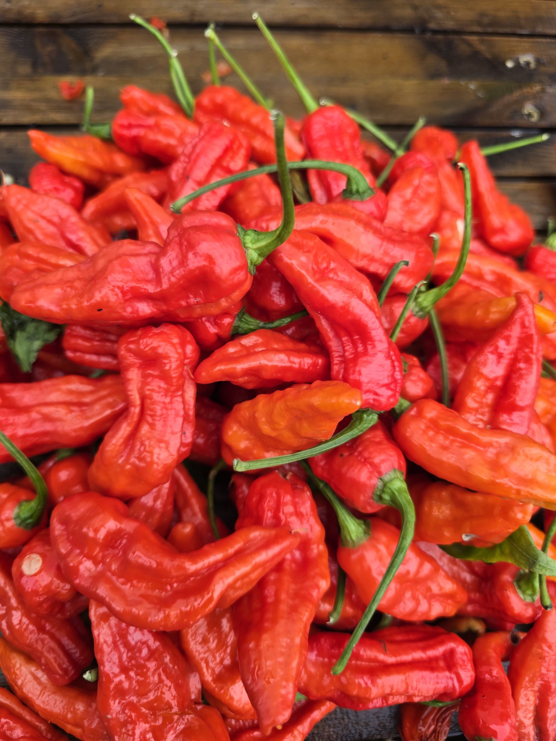 Embassy Naga Chilli Seeds - Image 2