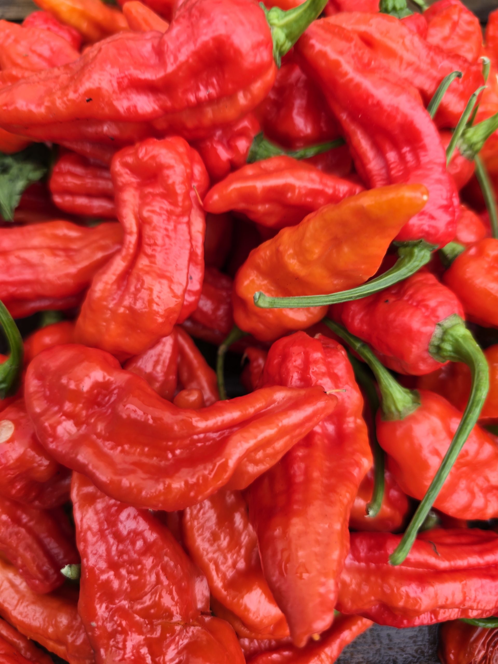 Embassy Naga Chilli Seeds - Image 3