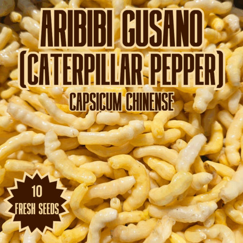 Aribibi Gusano (Caterpillar Pepper) Chilli Seeds