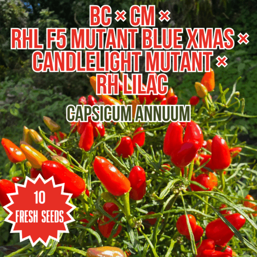 BC × CM × RHL F5 Mutant Blue Xmas × Candlelight Mutant × RH Lilac Chilli Seeds