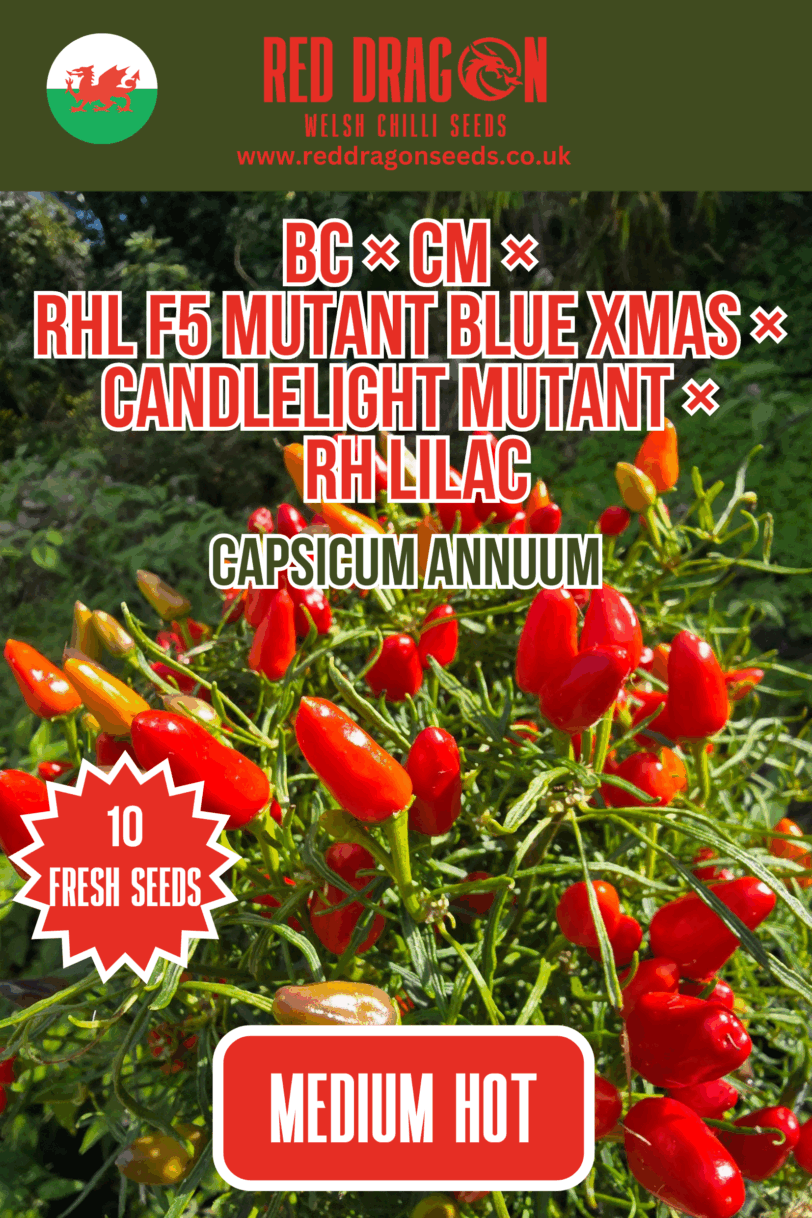 BC × CM × RHL F5 Mutant Blue Xmas × Candlelight Mutant × RH Lilac Chilli Seeds