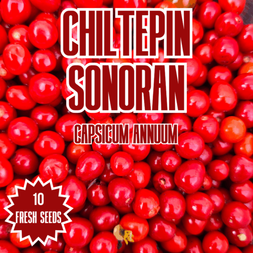 Chiltepin Sonoran Chilli Seeds