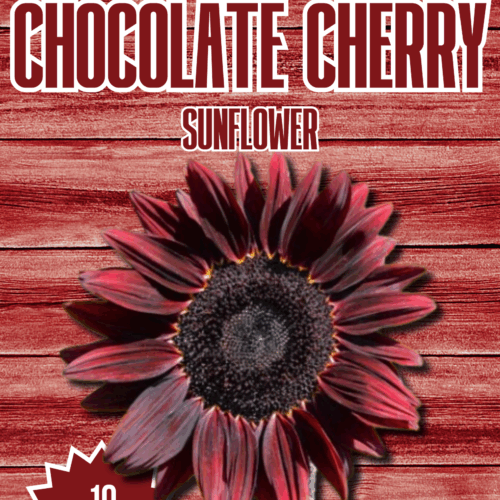 Chocolate Cherry Sunflower Seeds