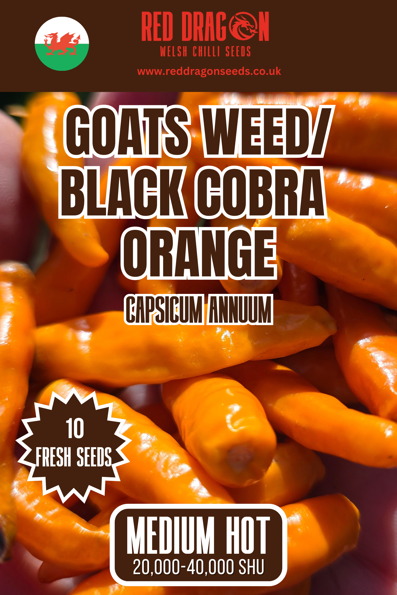 Goats Weed/ Black Cobra Orange