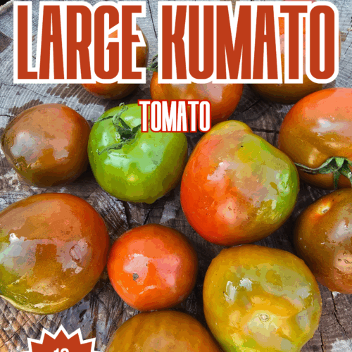 Large Kumato Tomato Seeds