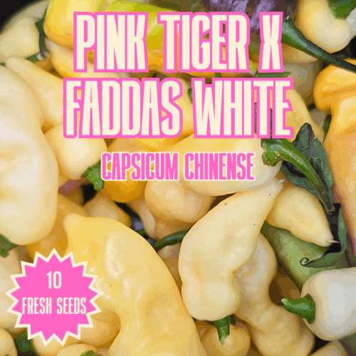 Pink Tiger x Faddas White Chilli Seeds