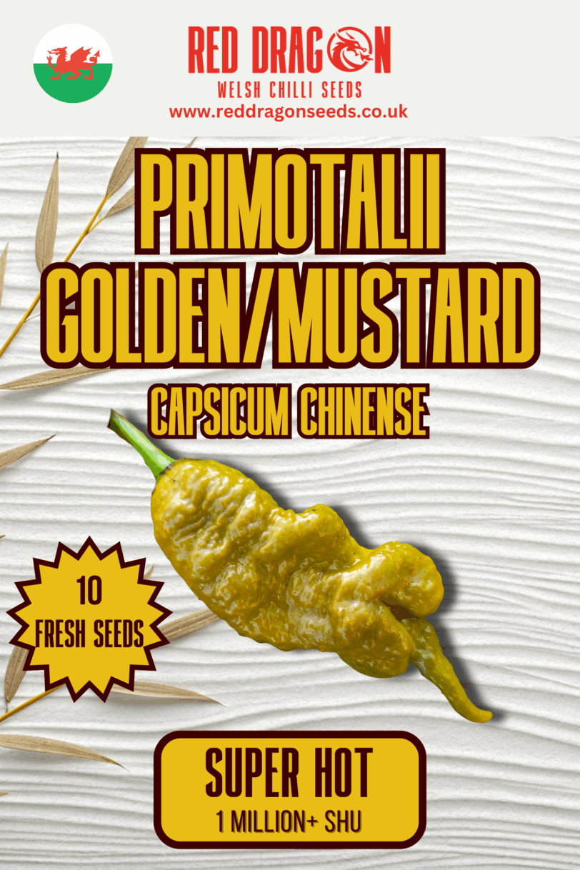 Primotalii Golden/ Mustard Chilli Seeds
