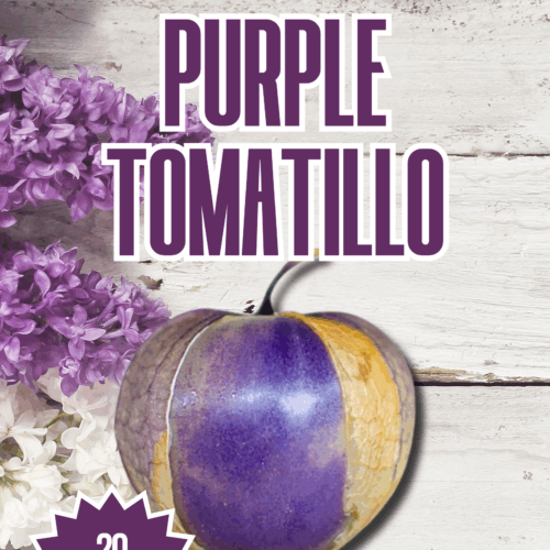 Purple Tomatillo Seeds