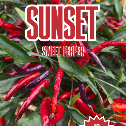 Sunset Sweet Pepper Seeds