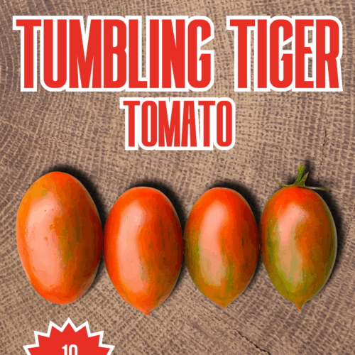 Tumbling Tiger Tomato Seeds