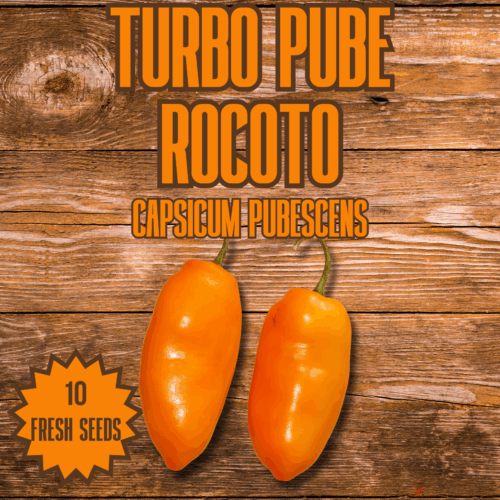 Turbo Pube Rocoto Chilli Seeds