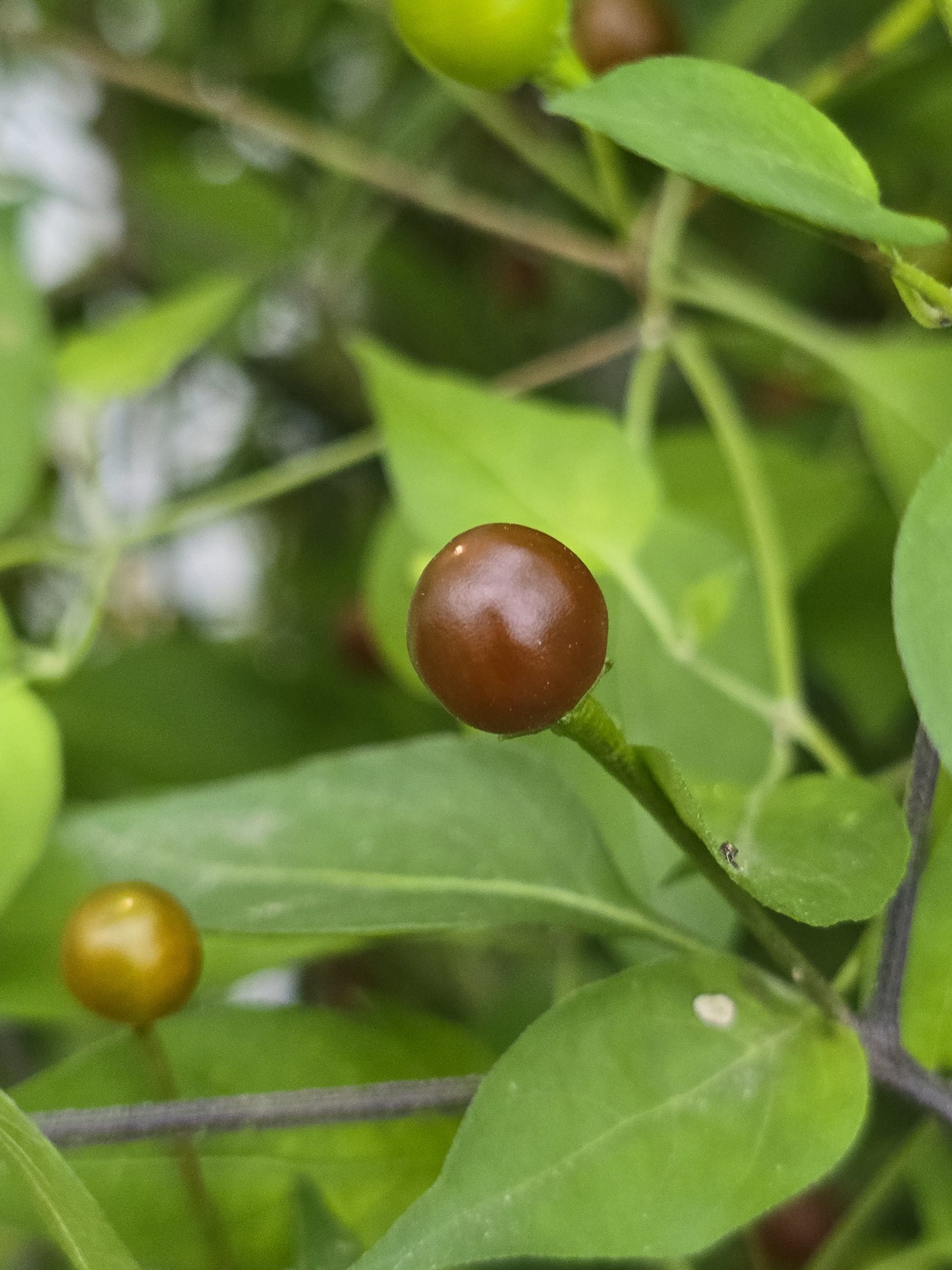 Chiltepin Cappuccino Chilli Seeds - Image 8