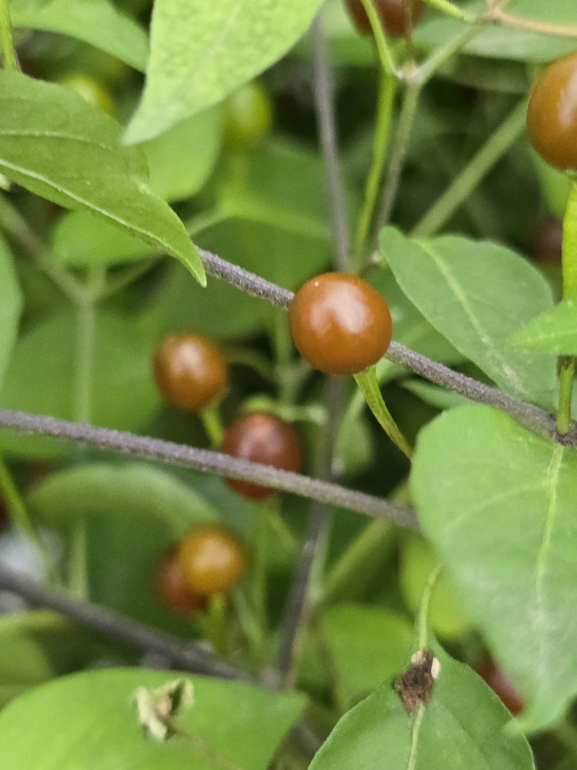 Chiltepin Cappuccino Chilli Seeds - Image 2