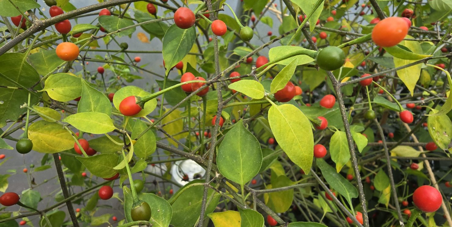 Chiltepin Tucson Chilli Seeds