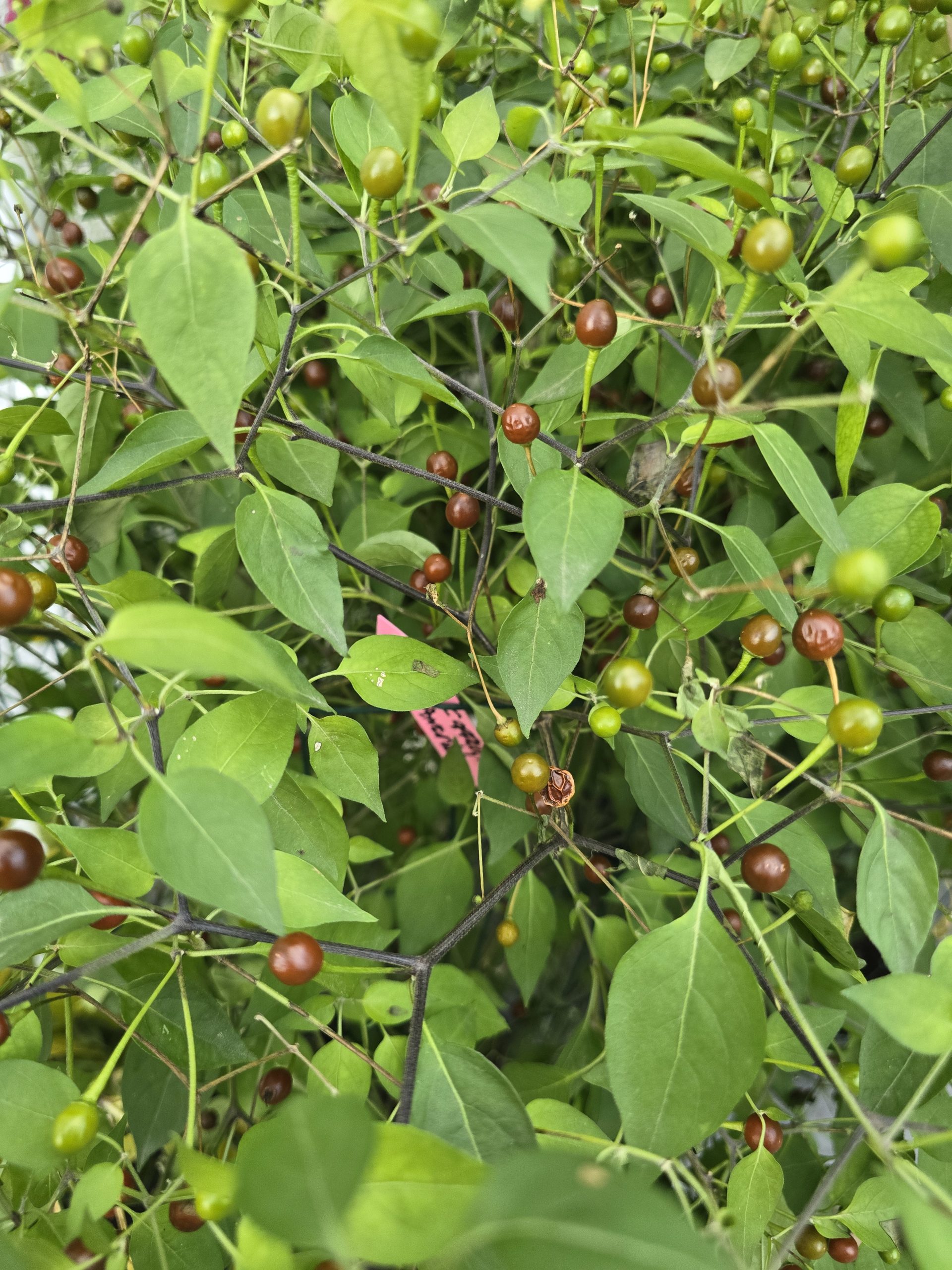 Chiltepin Cappuccino Chilli Seeds - Image 3