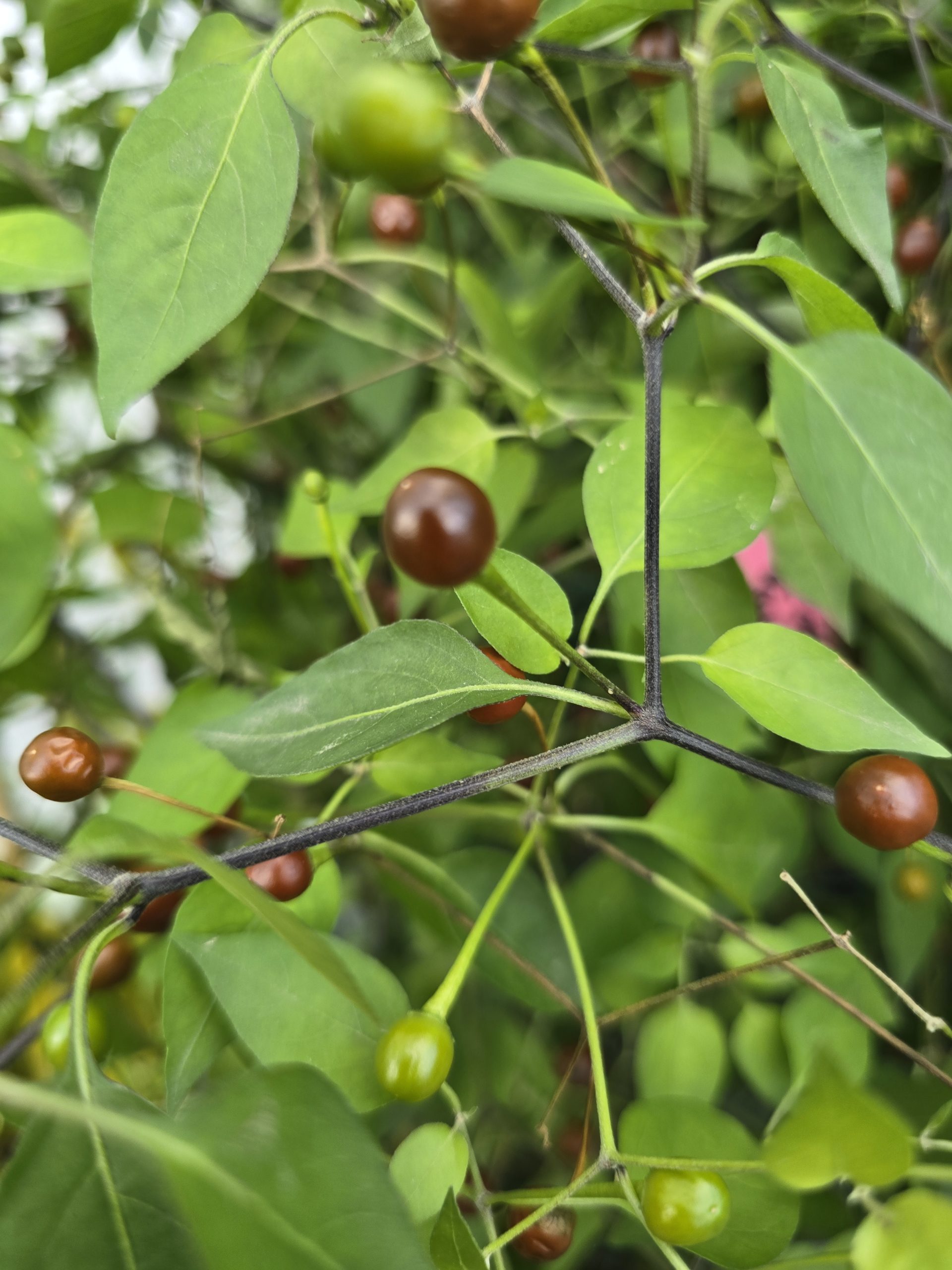 Chiltepin Cappuccino Chilli Seeds - Image 4