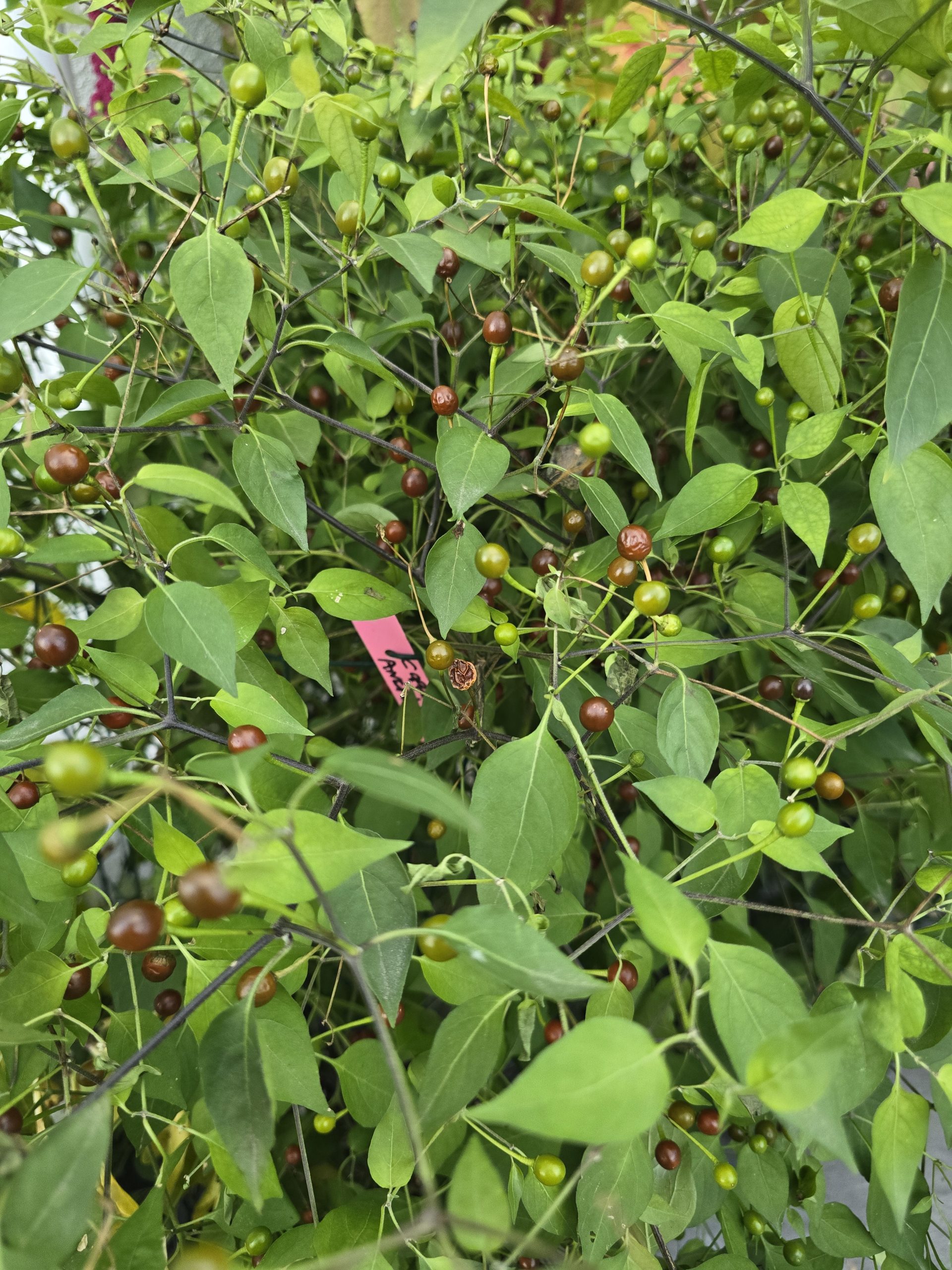 Chiltepin Cappuccino Chilli Seeds - Image 5