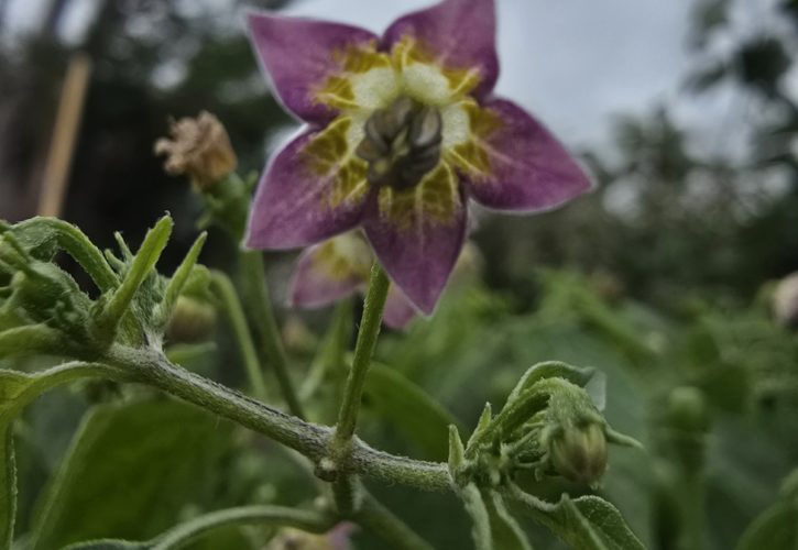 Capsicum praetermissum Chilli Seeds
